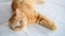 Red-haired five-month-old kitten with brown eyes lies on table