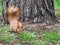 Red-haired furry squirrel jumping in green bright grass and look