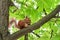 Red-haired furry squirrel sitting on a tree and eating food