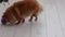 Red haired German Spitz dog rolls ball with its nose on the floor to get a treat