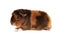 Red-haired guinea pig of a Teddy breed sits in a profile head to the left