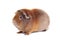 Red-haired guinea pig of the Teddy Rex breed sits at a half-turn face to the left