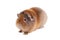 Red-haired guinea pig of the Teddy Rex breed sits at a half-turn face to the left