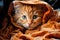 Red haired kitten lies wrapped in a blanket