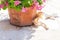 Red haired lazy cat is lying nearby of a big pot of blooming pink geranium flowers on summertime