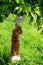 Red-haired Maine Coon cat with a fluffy tail sharpens its claws or scratches a tree in the garden