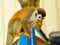 Red-haired monkey. Grey-crowned Central American squirrel monkey, Saimiri oerstedii citrinellus