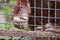 Red-haired orangutan sitting in a cage reaches out the hand through a metal grid