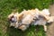 Red-haired Pekingese dog lies on its back on green grass