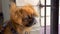 The red-haired Pekingese dog looks in attentively looks to the side. The wind flutters the dog`s fur.