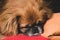 red-haired pekingese sleeping on the couch at home close up