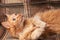 Red-haired playful cat lying on the sofa