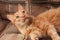 Red-haired playful cat lying on the sofa