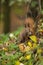 A red-haired playful squirrel sits among fallen multi-colored leaves.