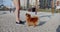 Red haired pomeranian spitz dancing for feed reward from female owner. Woman dog owner training playful pomeranian spitz