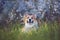 red haired puppy of the Corgi dog lies contentedly in the may garden under a blooming white cherry Bush and smiles