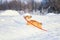 Red-haired puppy of a dog corgi walks in deep white snowdrifts in the winter in the park on a sunny day holding a leash in his