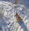 A red-haired puppy is sitting on a snow-covered path with his eyes closed