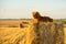 A red-haired puppy of the Tibetan Mastiff breed lies on a haystack.