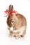 Red-haired rabbit with bows washes