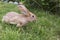 A red-haired rabbit is on the grass on a farm. The hare on the l