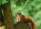 Red-haired squirrel