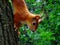 Red-haired squirrel on a tree in the forest.