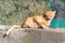 Red-haired stray cat with a damaged ear sits on a concrete parapet and squints from the bright light, basking in the sun