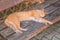 A red-haired stray cat sleeps on a bench. Top view. Animal protection and adoption concept