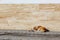 A red-haired stray dog lies alone on the sidewalk by the wall, a winter day