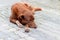 A red-haired stray dog is lying in the middle of the street, sad