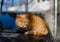 A red-haired street cat is sitting and basking in the sun. Yard abandoned cat. Pet.