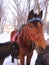 A red-haired thin horse in a bridle with a small pony in a winter Park for hire