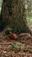 Red-haired wild squirrel in the park looking for and hiding nuts in the ground in autumn