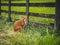 Red-hairig cat sitting next wooden defence in a green grass.