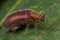 Red hairy beetle