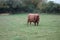 Red Hairy Highland Bull