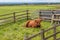 Red hairy highland cow resting in a paddock with wooden fence