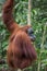 Red hairy orangutan sits back and looks over her shoulder (Bohorok, Indonesia)