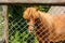 Red hairy pony in a farm.