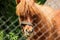 Red hairy pony in a farm.