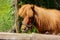 Red hairy pony in a farm.