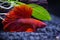 Red half moon Siamese fighting fish in a fish tank