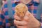 Red hamster domestic rodent pet close-up in hand