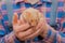 Red hamster domestic rodent pet close-up in hands