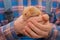 Red hamster domestic rodent pet close-up in hands
