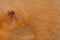 Red hamster ear close-up of domestic rodent macro soft focus