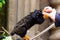 Red handed tamarin eating from a persons hand