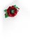 Red handmade poppy brooch on white background