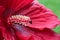 Red Hardy Hibiscus Pistil Macro